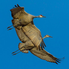 Two sandhill cranes flying together