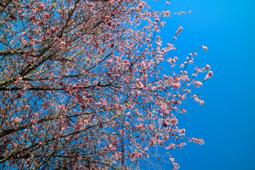 Cherry blossom in Monte Verde, Minas Gerais State Brazil.