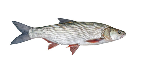 fishing catch - Aspius, isolated over white