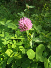 beautiful clover flower in the meadow