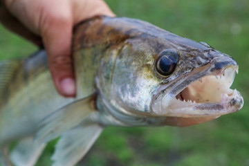 caught zander in а hand of a fisherman