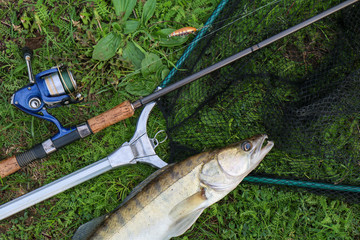 caught zander in а hand of a fisherman