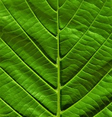 the ribs of a leaf
