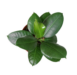 Houseplant - young Ficus elastica a potted plant isolated over white top view