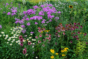 Fototapeta premium Summer perennial garden in central Virginia