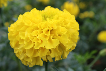 Marigold Flower Blooming in a Garden