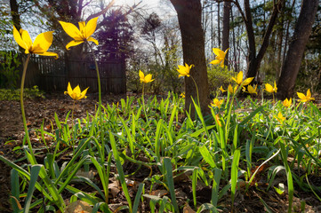 Obraz premium Wild tulips (Tulipa sylvestris) growing in garden in central Virginia in early spring, backlit by setting sun.