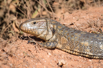 Paraguay caiman lizard (Dracaena paraguayensis) at the Transpantaneira, Pantanal, the world largest wetland, Mato Grosso, Brazil, South America