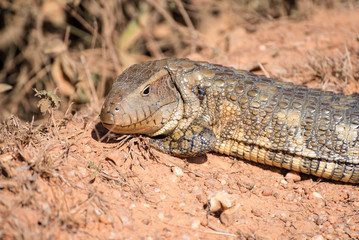 Paraguay caiman lizard (Dracaena paraguayensis) at the Transpantaneira, Pantanal, the world largest wetland, Mato Grosso, Brazil, South America