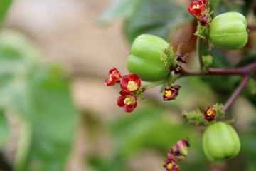 Wild Vine Nut Close-up