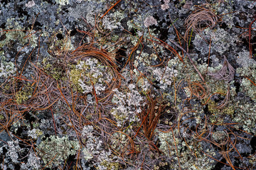 Fallen white pine needles among various species of lichen growing on a rock on an island in the Georgian Bay, Canada