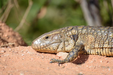 Paraguay caiman lizard (Dracaena paraguayensis) at the Transpantaneira, Pantanal, the world largest wetland, Mato Grosso, Brazil, South America