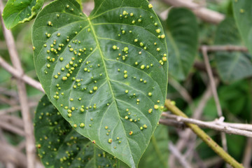 Wild Vine Leaves Close-Up