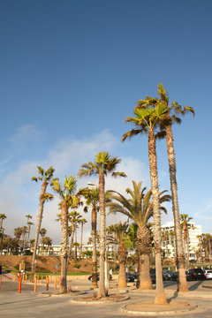 Palm Trees on The Beach, Santa Monica