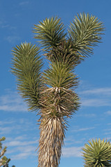 Details of a Joshua Tree's Vegetation