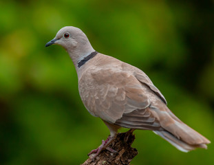 Eurasian collared dove