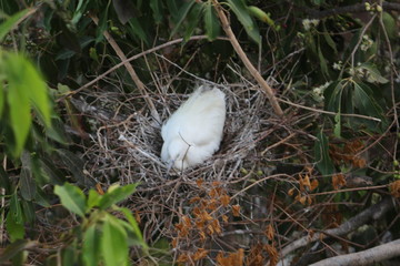 Stork in her nest