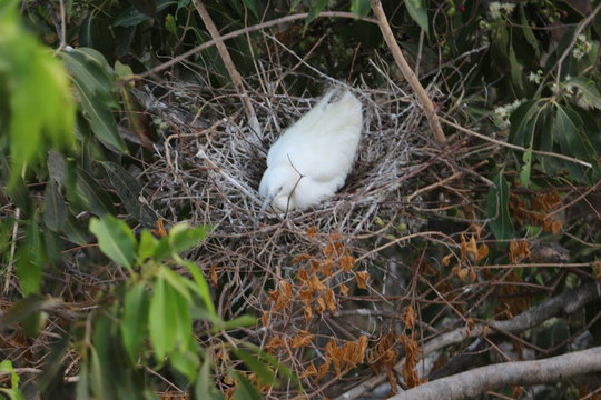bird in her nest