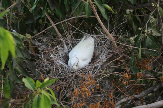 Stork giving birth