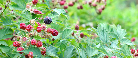 berries on bush