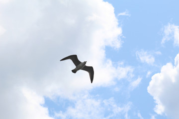 seagull flying in the sky