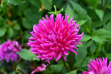 Purple pink flower from Oslo