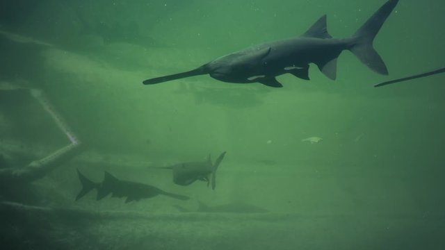 Paddlefish Polyodon spathula in their natural habitat. Underwater footage