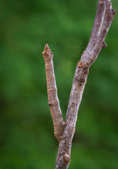 Stick-mimic geometrid moth larva (inchworm) using thin line of silk to suspend itself from a twig.