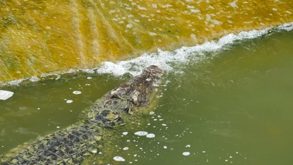 Video 4k of crocodile swimming in the water