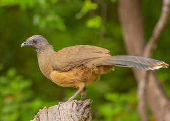 Plain chachalacca