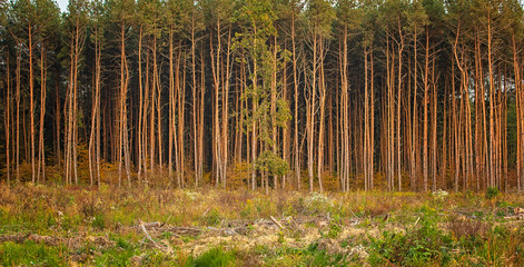 Fototapety na wymiar - Fototapeta24.pl