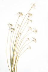 Fototapeta premium Dried stems of wild garlic, meadow garlic (Allium canadense) in fall