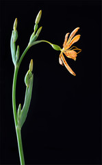 Blackberry lily (Iris domestica) flower and buds on black background