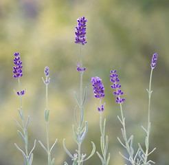 Hidcote blue lavender flowers in garden in central Virginia.