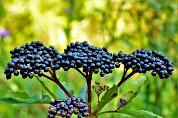 a branch with black fruits of Sambucus