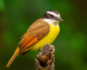 Great kiskadee on perch