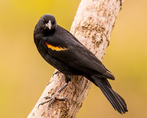 Red-winged blackbird on tree