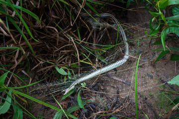 Garter snake caught in plastic mesh