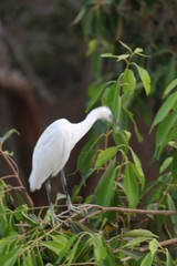 stork with her catch