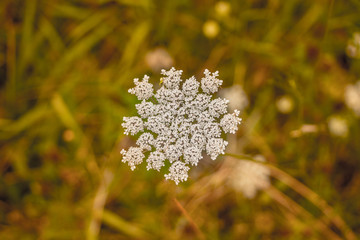White flowers , ataca, aldao, guimaraes