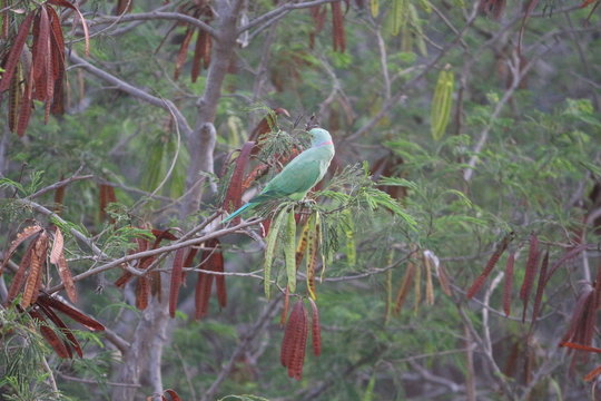 parrot in park