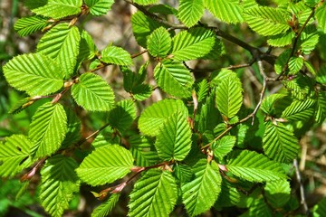 branch with green beech leaves