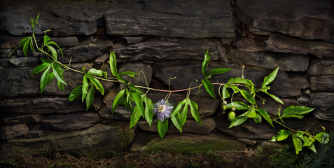 Passion flower vine (Passiflora incarnata) growing on stone wall in central Virginia.