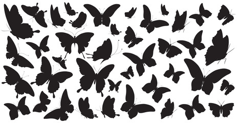 Obraz na płótnie Canvas butterfly242