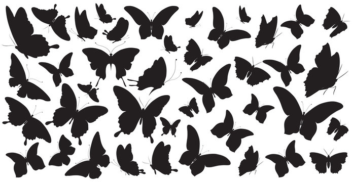 Fototapeta butterfly242