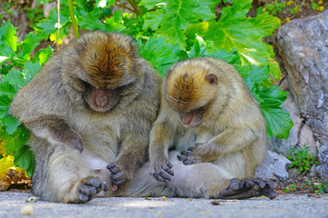 View of two wild Barbary Macaque monkeys grooming each other at the top of the Rock of Gibraltar