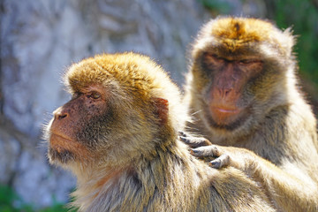 View of two wild Barbary Macaque monkeys grooming each other at the top of the Rock of Gibraltar