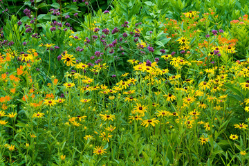 Obraz premium Wildflower meadow in central Virginia consisting of tall verbena (Verbena bonariensis), butterfly weed (Asclepias tuberosa), and black-eyed susan (Rudbeckia hirta)