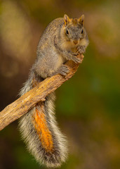 Squirrel on perch