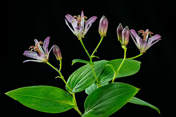 Toad lily flowers 